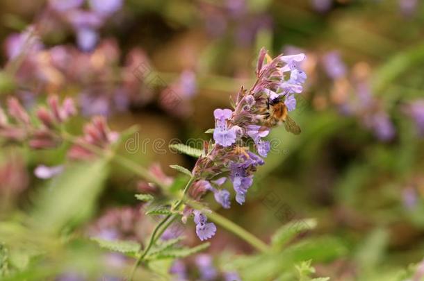 紫罗兰花猫薄荷采用友好的乡村的家花园.
