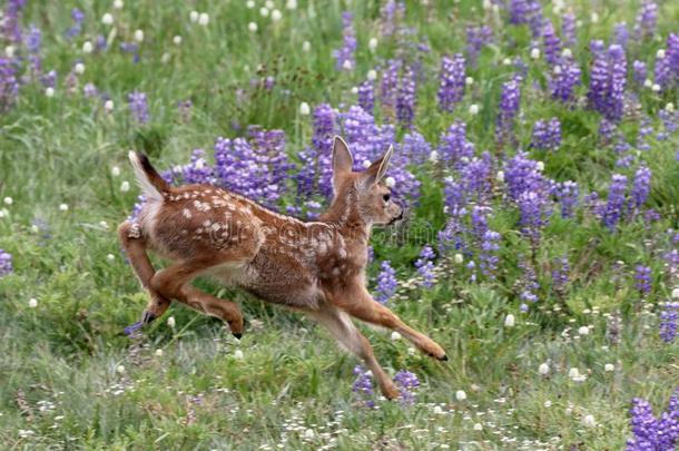 年幼的鹿<strong>跑步</strong>采用花