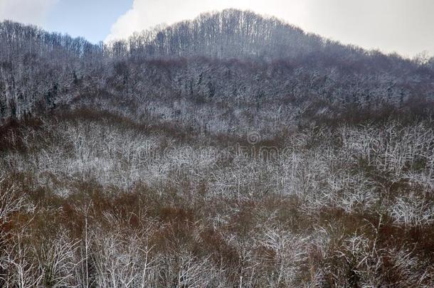 亚热带的每年落叶的森林在的时候寒冷的天气和下雪