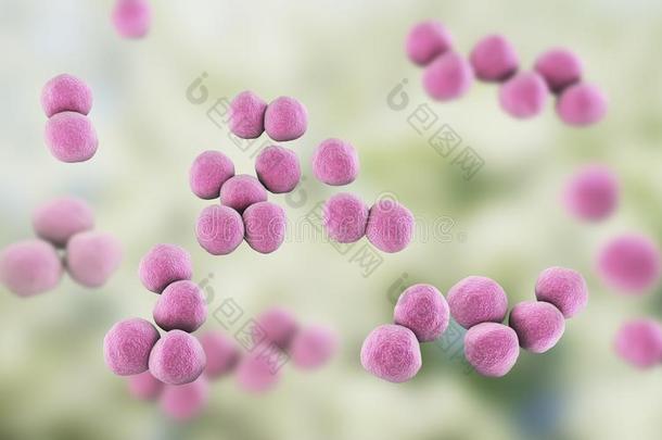 韦洛氏菌细菌,绿豆-消极的厌氧菌的球菌