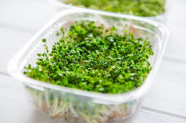 新鲜的有机的发芽微型计算机绿叶蔬菜采用塑料制品盒向指已提到的人白色的令马停住的声音