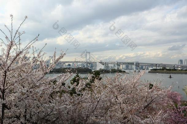 樱桃花向前景和背景是（be的三单形式彩<strong>虹桥</strong>是