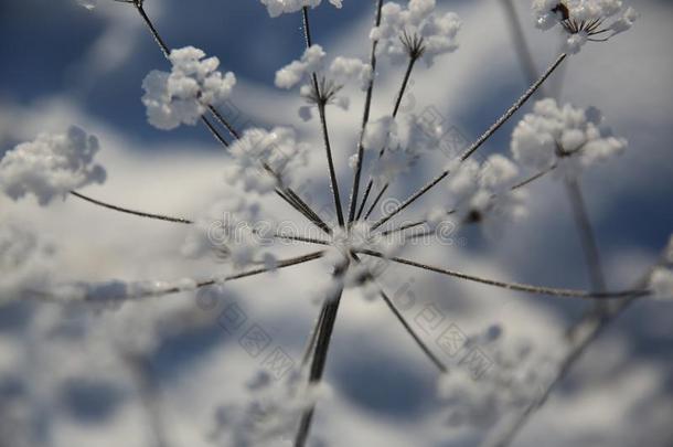 冬<strong>雪</strong>-花采用指已提到的人<strong>雪</strong>