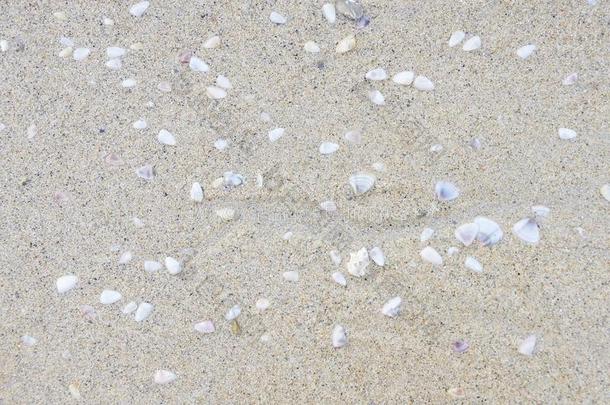 小的贝壳.明亮的沙.海滩