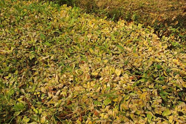 水杂草燃烧的影响从除草剂