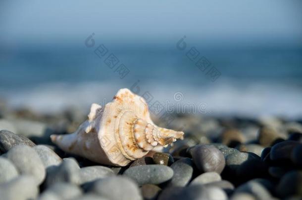 海中软体动物的壳,海的生活向海海滩.Vacati向,旅行