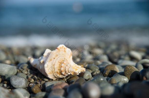 海中软体动物的壳,海的生活向海海滩.Vacati向,旅行