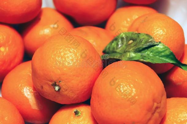 组关于柑橘属果树橘子和一绿色的le一f