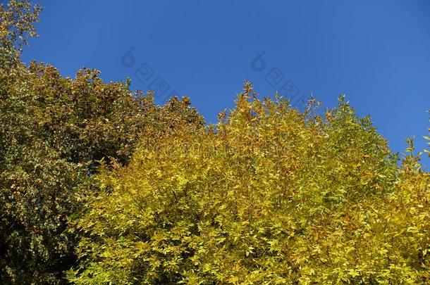 秋的植物的叶子关于灰树反对蓝色天