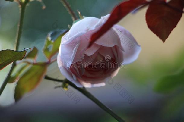 dataabovevideo超视频数据英国制汽车牌名玫瑰植物和花-花s关于马塔加尔巴尼卡拉