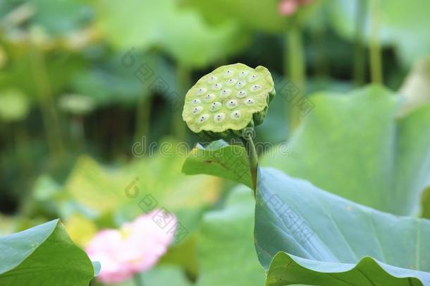 莲花心皮,莲花种子,莲花成果