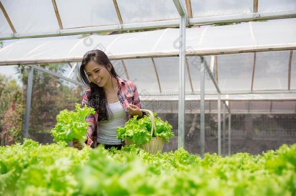 女人收获从水声农场