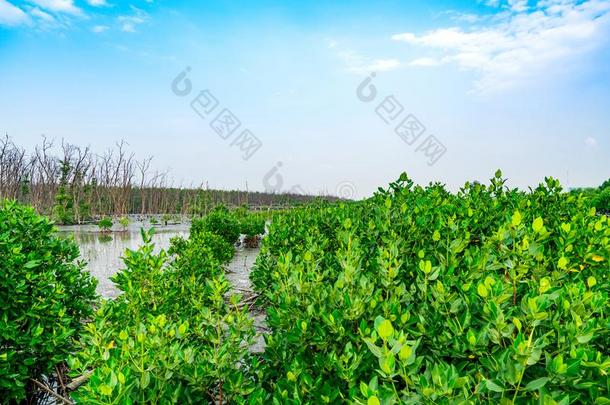 红树属树木树和死去的树采用红树属树木森林和蓝色天和