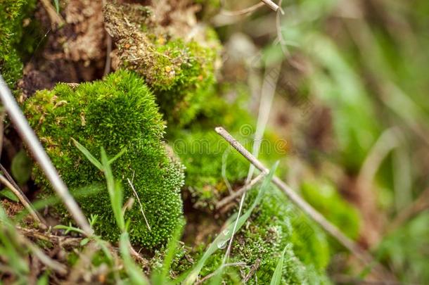 <strong>苔藓</strong>质地.<strong>苔藓</strong>背景.绿色的<strong>苔藓</strong>向蹩脚货质地,用绳子拖的平底渡船