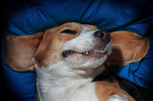幸福的狗睡眠好处下向一枕头