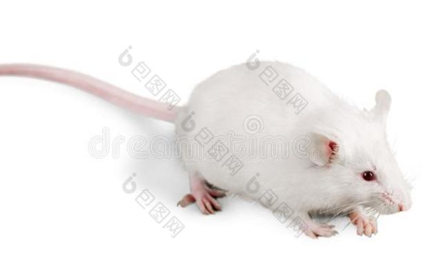 白色的实验室大老鼠隔离的向白色的背景
