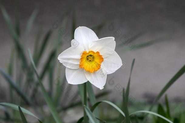 单一的白色的和桔子水仙<strong>诗意</strong>,装饰的花采用