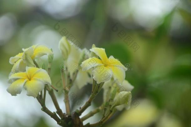 富有色彩的花和落下关于水后的雨.粉红色的杜鹃花流