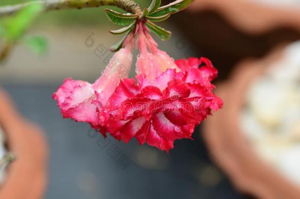 富有色彩的花和落下关于水后的雨.粉红色的杜鹃花流