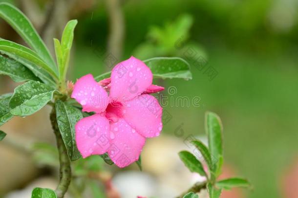 富有色彩的花和落下关于水后的雨.粉红色的杜鹃花流