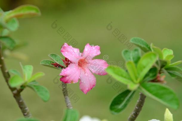 富有色彩的花和落下关于水后的雨.粉红色的杜鹃花流