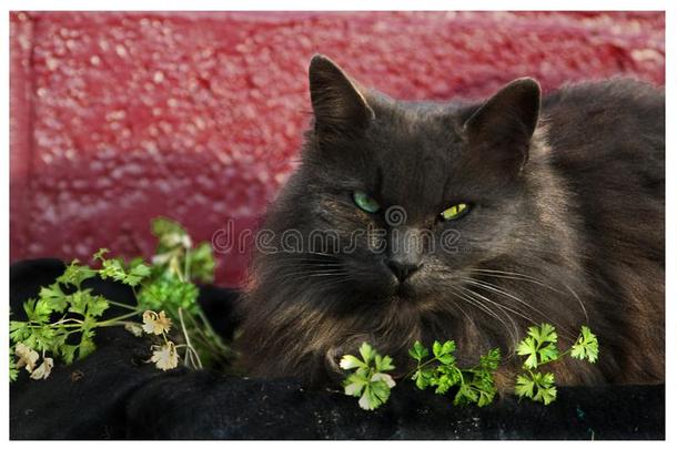 蓝色-灰色波斯的猫日她自己在中草本植物采用一pl一nter