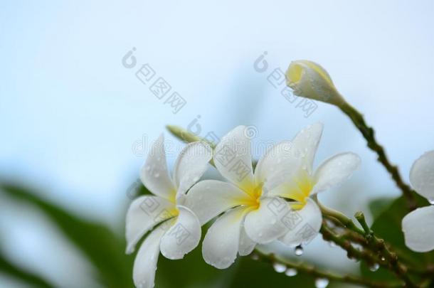 富有色彩的花和小滴后的雨.粉红色的杜鹃花花太阳