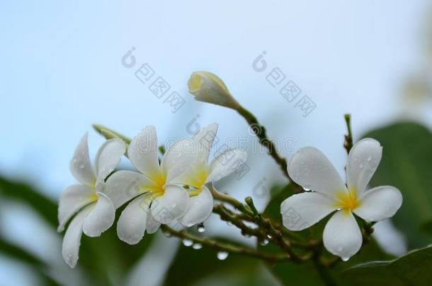 富有色彩的花和小滴后的雨.粉红色的杜鹃花花USSR苏联