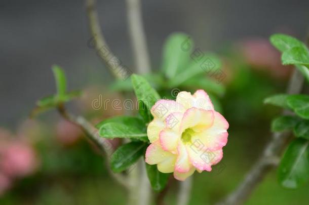 富有色彩的花和小滴后的雨.粉红色的杜鹃花花太阳