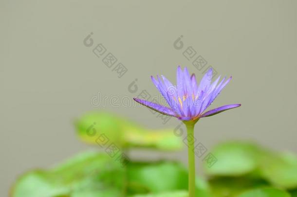 富有色彩的花和小滴后的雨.粉红色的杜鹃花花太阳