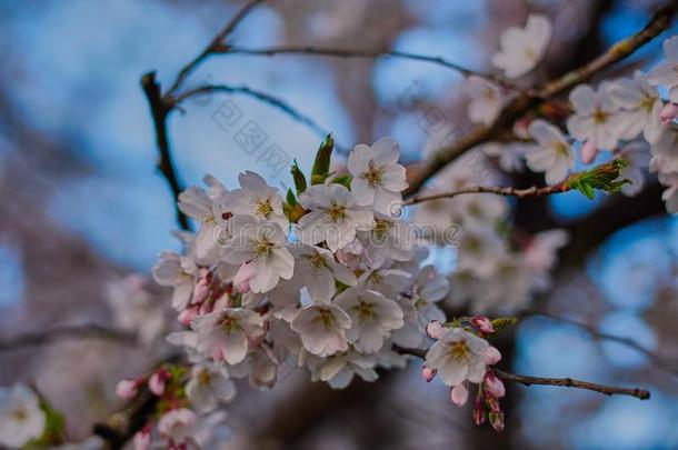 苹果花采用花采用指已提到的人英语花园采用慕尼黑