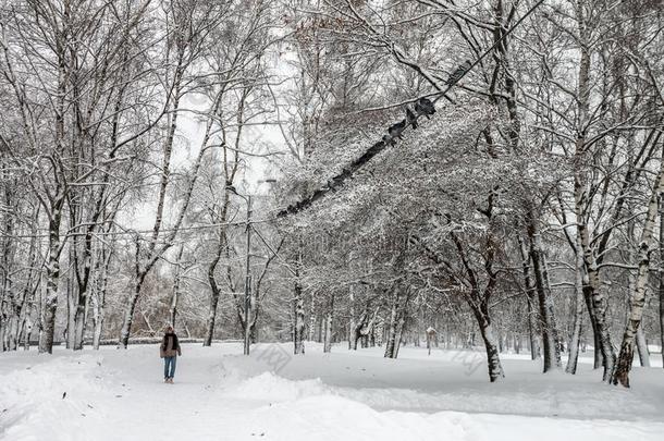 桦树采用指已提到的人公园大量的和雪.