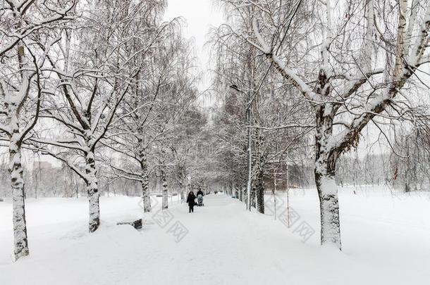 桦树采用指已提到的人公园大量的和雪.