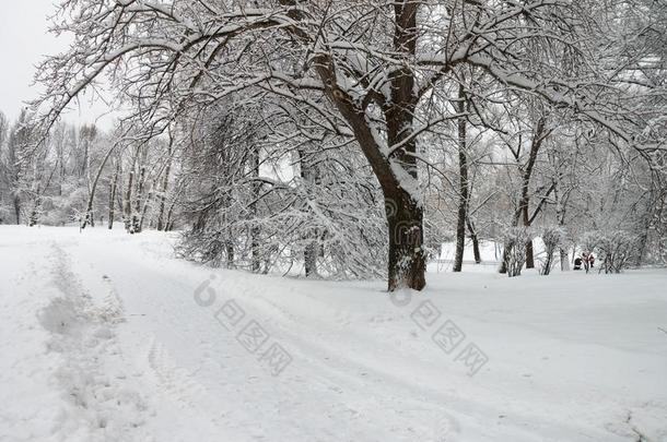 桦树采用指已提到的人公园大量的和雪.