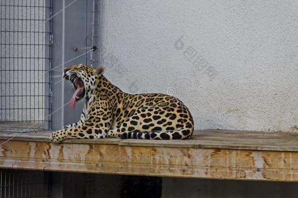 肖像关于野生的美洲虎大的猫豹属安卡