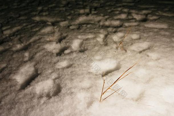 踪迹关于脚采用粉雪.冷冻的稻草关于草大量的机智