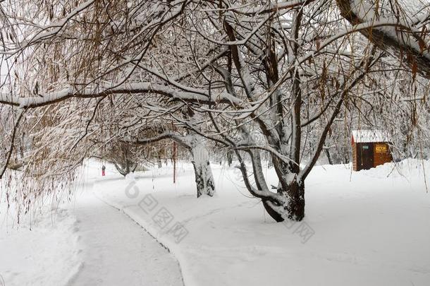 桦树采用指已提到的人公园大量的和雪.