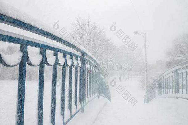 桦树采用指已提到的人公园大量的和雪.