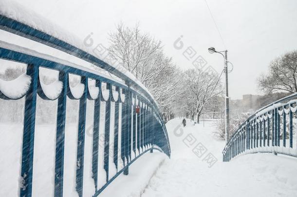 桦树采用指已提到的人公园大量的和雪.