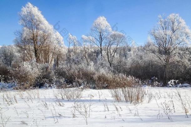 冬风景树采用指已提到的人雪向蓝色天背景