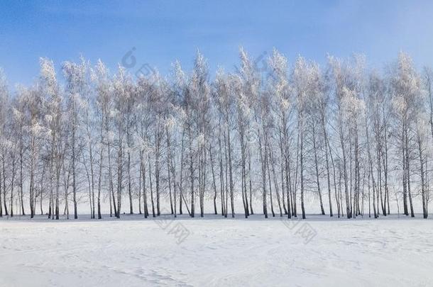 冬风景树采用指已提到的人雪
