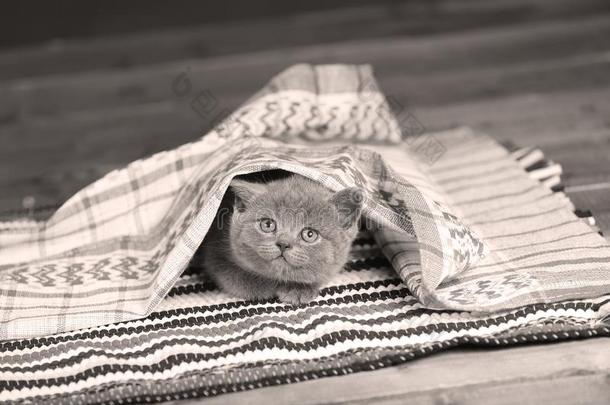 小猫一次向一有条纹的羊毛小块地毯
