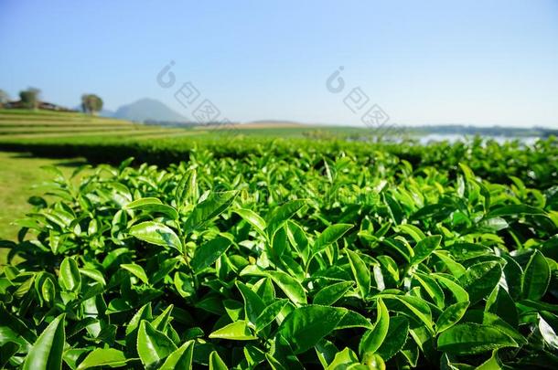 风景关于茶水种植园,绿色的田