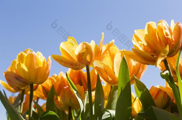 黄色的郁金香和蓝色天风景_在网页制作中意思为“图片”的意思_9478