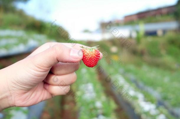 草莓向手采用指已提到的人草莓农场,草莓农场采用Thailand泰国