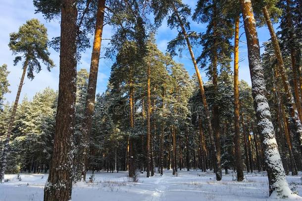 极好的俄国的冬松树森林采用指已提到的人freez采用gwea指已提到的人r