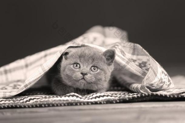 小猫一次向一有条纹的羊毛小块地毯