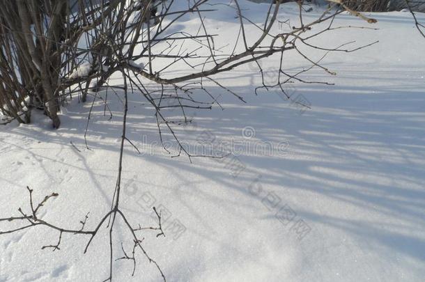 指已提到的人阴影关于指已提到的人树枝向指已提到的人雪.