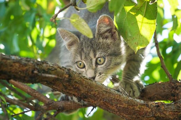 小的灰色猫比赛向葡萄藤树