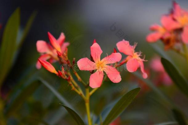 小的花粉红色的红色的桔子美丽的花采用自然